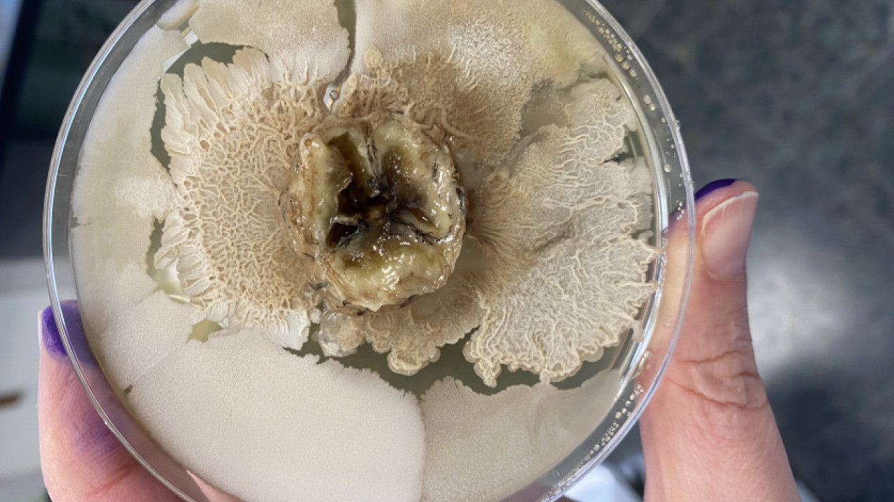 Regla de los cinco segundos