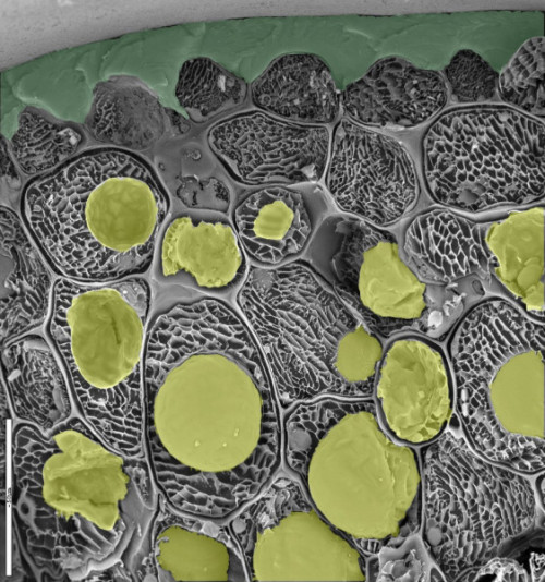 Fotografía con microscopio de células de aceituna con vesículas de aceite 