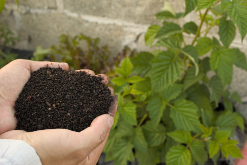 Primer plano de unas manos sosteniendo biofertilizantes