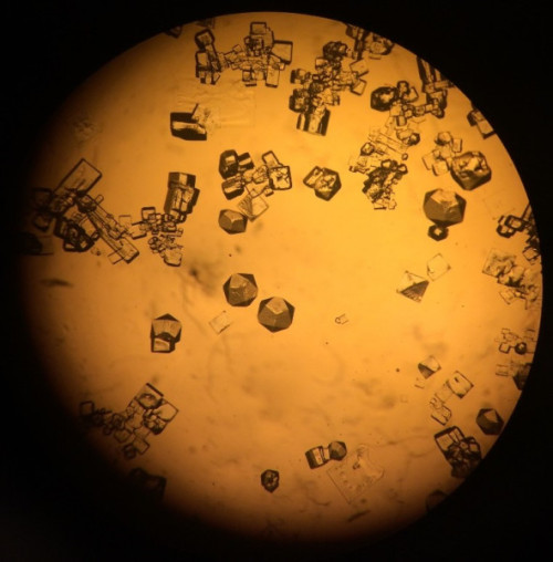 microscopic lens