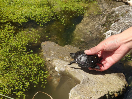 Liberación de un juvenil de galápago europeo en una charca controlada.